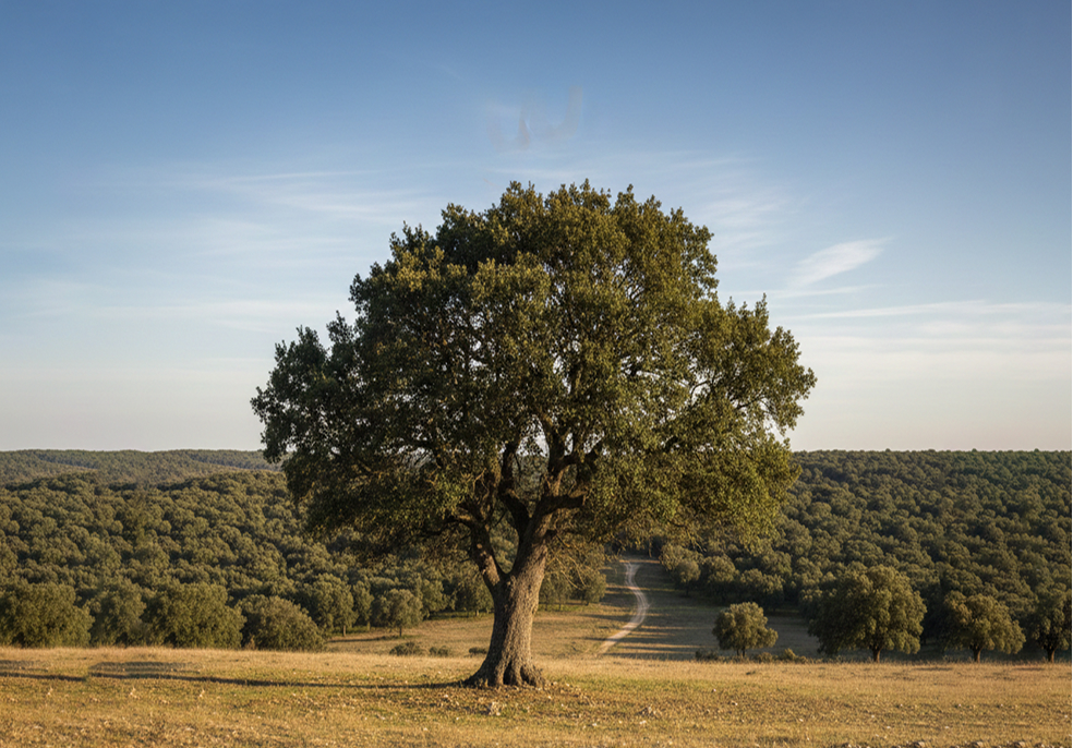 Árbol frente a un bosque